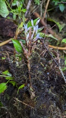 Maxillaria schlechteriana