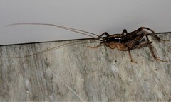 Ceuthophilus maculatus