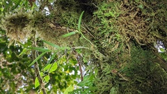 Epidendreae