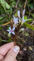 Maxillaria schlechteriana