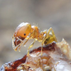 Pheidole flavens
