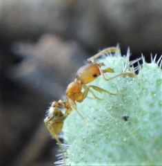 Pheidole flavens