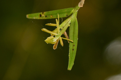Epidendreae