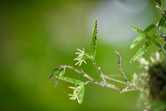 Epidendreae