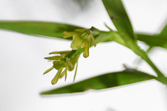 Epidendreae