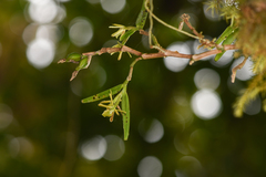 Epidendreae