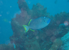 Xanthichthys auromarginatus