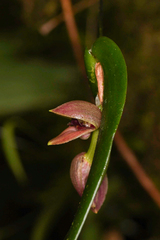 Pleurothallis palliolata