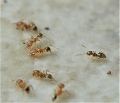 Pheidole flavens