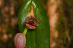 Pleurothallis palliolata