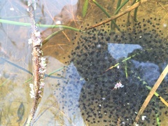 California Red-Legged Frog photo 3
