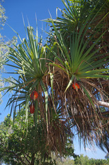 Pandanus cookii