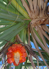 Pandanus cookii