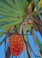 Pandanus cookii