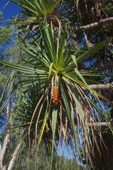 Pandanus cookii