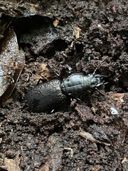 Mecodema crenaticolle