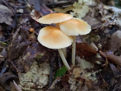 Marasmius strictipes