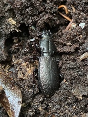 Mecodema crenaticolle