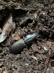 Mecodema crenaticolle