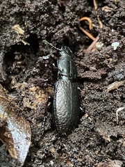 Mecodema crenaticolle