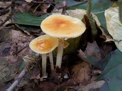 Marasmius strictipes
