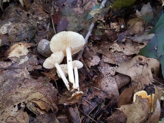 Marasmius strictipes