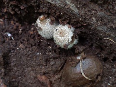 Coprinopsis jonesii