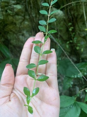 Oplonia spinosa