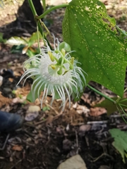 Passiflora tricuspis