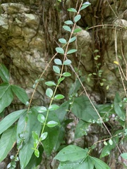 Oplonia spinosa