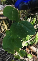 Passiflora tricuspis