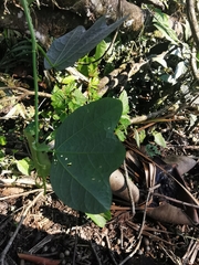 Passiflora tricuspis