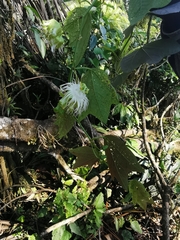 Passiflora tricuspis
