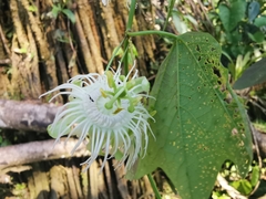 Passiflora tricuspis