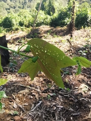 Passiflora tricuspis