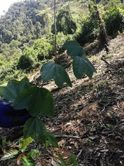 Passiflora tricuspis