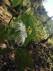 Passiflora tricuspis
