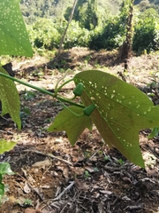 Passiflora tricuspis