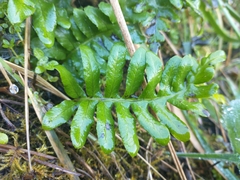 Polypodium scouleri