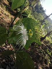 Passiflora tricuspis