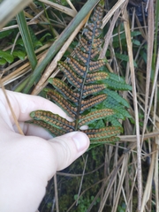 Polypodium scouleri