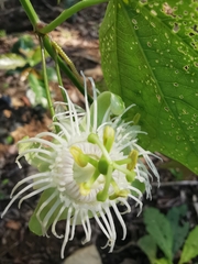 Passiflora tricuspis