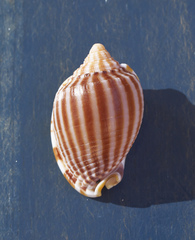 Phalium flammiferum