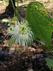 Passiflora tricuspis