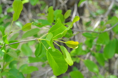 Catalpa macrocarpa