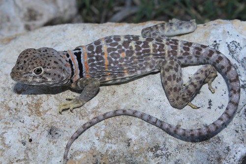 Eastern Collared Lizard