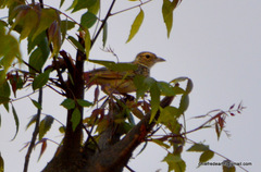 Mirafra assamica