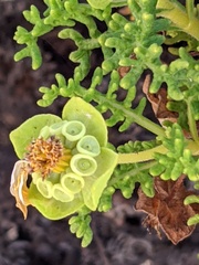 Lecocarpus pinnatifidus