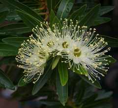 Xanthostemon verticillatus