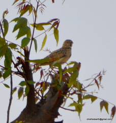 Mirafra assamica